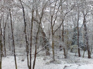 Schnee im Karlshof