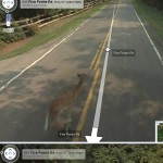 Bambi Roadkill